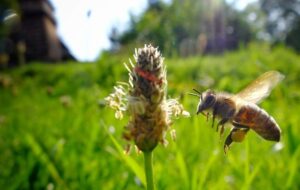 Na fotografii pszczoła zapylająca kwiat na łące. Fot. Magdalena Stępińska