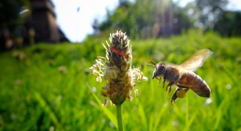 Na fotografii pszczoła zapylająca kwiat na łące. Fot. Magdalena Stępińska