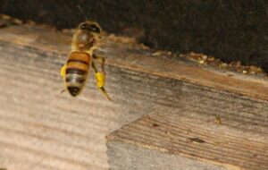 Fot. M. Stępińska. Fotografia przedstawia pszczołę wlatującą do ula.