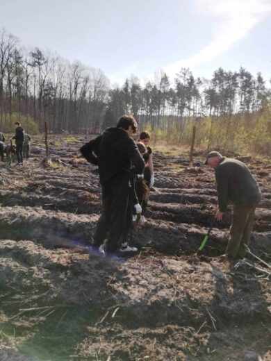 Prace przy sadzeniu 700 dębów w ramach akcji "Łączą nas drzewa".